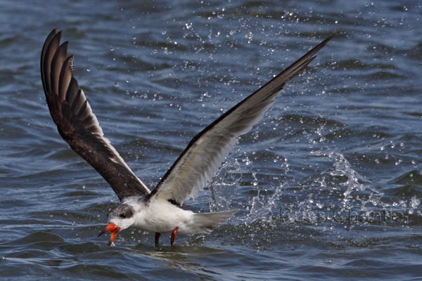 Black Skimmer © Russ Chantler